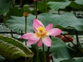 pink lotus flower in the lake