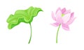 Pink lotus flower and leaf set. Beautiful plant, symbol of oriental practices, yoga, wellness industry, ayurveda