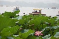 Pink lotus flower, leaves in foreground; boats on misty lake