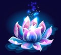 Pink Lotus Flower with light, Water Lily, Royalty Free Stock Photo