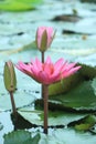 Pink lotus flower on lily pads floating on water Royalty Free Stock Photo