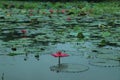 Pink lotus flower on lily pads floating on water Royalty Free Stock Photo