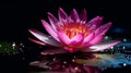 pink lotus flower, pink lily water close up with black background, created with AI Generative Tool. Royalty Free Stock Photo