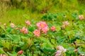 Pink Lotus flower and Lotus flower plants.