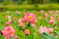 Pink Lotus flower and Lotus flower plants.