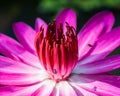 Lotus flower pink macro. insect bee Royalty Free Stock Photo
