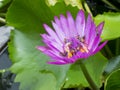 Pink lotus flower with many bee Royalty Free Stock Photo