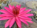 Pink lotus flower in the morning