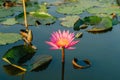 The pink lotus flower in nature background, flower and leaf texture. pink lotus flowers on a lake. Beautiful pink lotus flowers Royalty Free Stock Photo