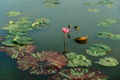 The pink lotus flower in nature background, flower and leaf texture. pink lotus flowers on a lake. Beautiful pink lotus flowers Royalty Free Stock Photo