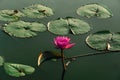 The pink lotus flower in nature background, flower and leaf texture. pink lotus flowers on a lake. Beautiful pink lotus flowers Royalty Free Stock Photo