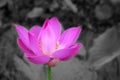 Pink lotus flower or Nelumbo nucifera blossom in spring on black and white background. Soft purple flowers background.