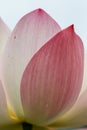 Pink lotus flower petal close up and leaf grown in the natural pond Royalty Free Stock Photo