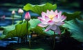 Pink lotus flower plants in water. Generative Ai Royalty Free Stock Photo