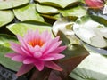 Pink Lotus flower in pond Royalty Free Stock Photo