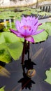 Pink lotus flower in the pond Royalty Free Stock Photo