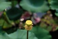 Pink lotus flower Royalty Free Stock Photo