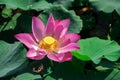 Pink lotus flower Royalty Free Stock Photo