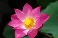 Pink lotus flower Royalty Free Stock Photo