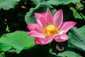 Pink lotus flower Royalty Free Stock Photo