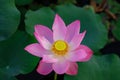 Pink lotus flower Royalty Free Stock Photo