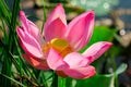 Pink lotus flower Royalty Free Stock Photo