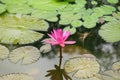 Pink lotus flower in the pond with shadow in the water