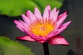 Pink Lotus Flower in the pond in thegarden. Royalty Free Stock Photo