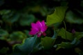 Pink lotus flower in the pool Royalty Free Stock Photo