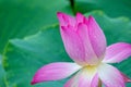 Pink lotus flower in rains