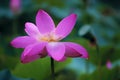 Pink lotus flower in rains