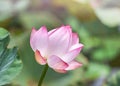 Pink lotus flower or Sacred lotus flower Nelumbo nucifera with green leaves blooming in lake Royalty Free Stock Photo