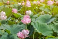 Pink lotus flower or Sacred lotus flower Nelumbo nucifera with green leaves blooming in lake Royalty Free Stock Photo