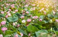 Pink lotus flower or Sacred lotus flower Nelumbo nucifera with green leaves blooming in lake Royalty Free Stock Photo