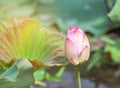 Pink lotus flower or Sacred lotus flower Nelumbo nucifera with green leaves blooming in lake Royalty Free Stock Photo