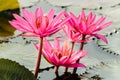 Pink Lotus Flower in Sea of Red and Pink lotus Royalty Free Stock Photo