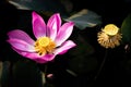 Pink Lotus Flower and Seed Pods in Black Background Royalty Free Stock Photo