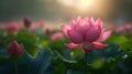 Pink lotus flower stands prominently in focus against a soft background of green foliage and pink blooms, illuminated by the Royalty Free Stock Photo