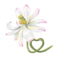 Pink Lotus flower with stem curving in the shape of heart. Delicate blooming Water Lily. Watercolor illustration isolated on white Royalty Free Stock Photo