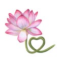 Pink Lotus flower with stem curving in the shape of heart. Delicate blooming Water Lily. Watercolor illustration isolated on white Royalty Free Stock Photo