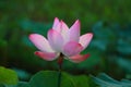 Pink Lotus Flower in The Sunlight