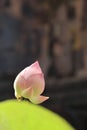 Pink lotus flower in sunshine with blurred lotus leaf as foreground and dark background Royalty Free Stock Photo