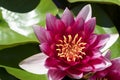 Pink lotus flower on surface of water in pond. Water lily blooming on calm lake. Royalty Free Stock Photo
