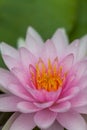 Pink Lotus Flowe Royalty Free Stock Photo