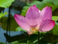 Pink lotus flower with translucent petals in a pond with a green background