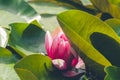 Pink lotus flower under green leaves close-up Royalty Free Stock Photo