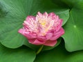 Pink lotus flower with water drops and yellow pollen on green lotus leaf Royalty Free Stock Photo