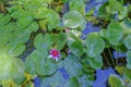 Pink lotus flower, water lilly across green leaves in pond. Top view. natural background Royalty Free Stock Photo