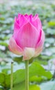 pink lotus flower,water lilly with clipping path Royalty Free Stock Photo