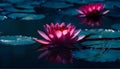 Pink lotus flower or water lily floating on the water. Close shot